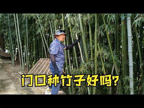 唐竹風水|竹子是最好的風水園林植物